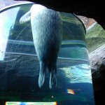 旭山動物園の札幌からのアクセスは？入園料や時間を知りたい！