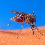 デング熱とは蚊が媒介！症状その感染経路は蚊？？