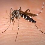 デング熱この蚊の種類には注意！画像ありで解説！